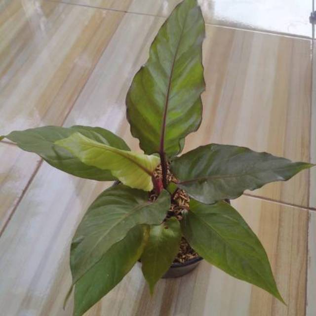 Tanaman anthurium black beauty / pohon anthurium black beauty
