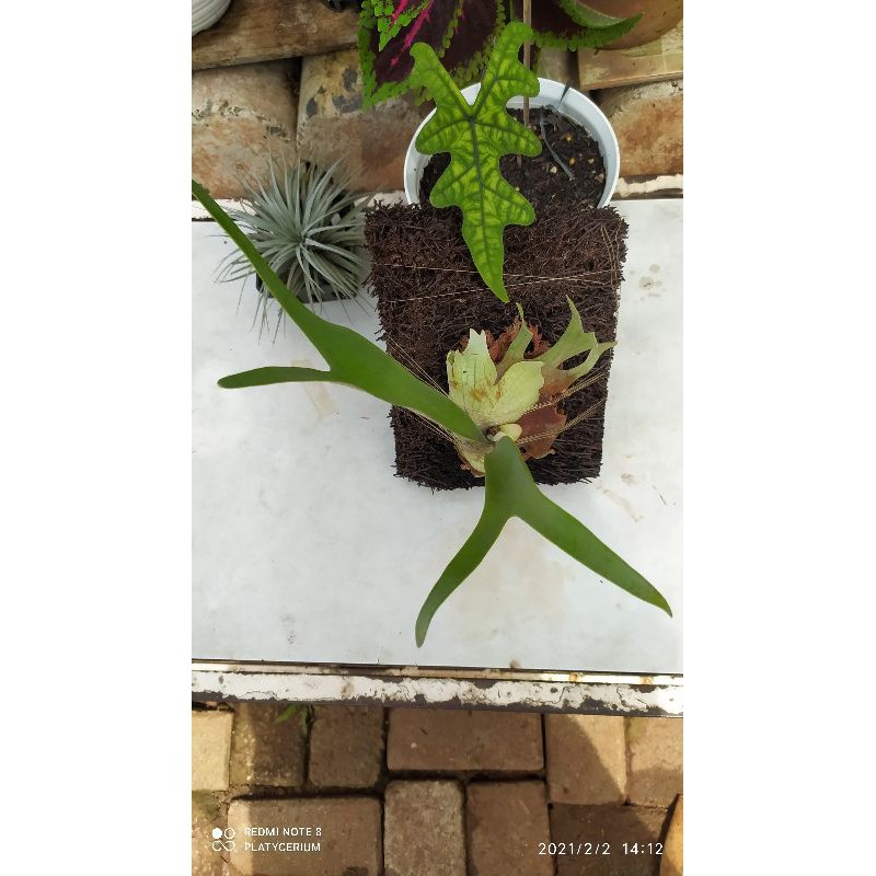 Platycerium Veitchii CV Blueboy