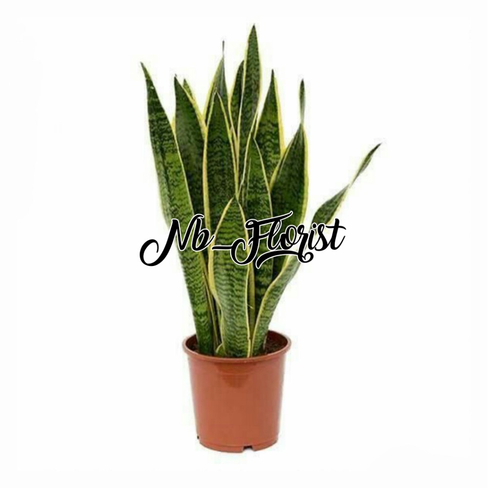 TANAMAN HIAS iBUNGAi SANSIVERA iLIDAHi iMERTUAi Shopee Indonesia TANAMAN HIAS iBUNGAi SANSIVERA iLIDAHi iMERTUAi Shopee Indonesia