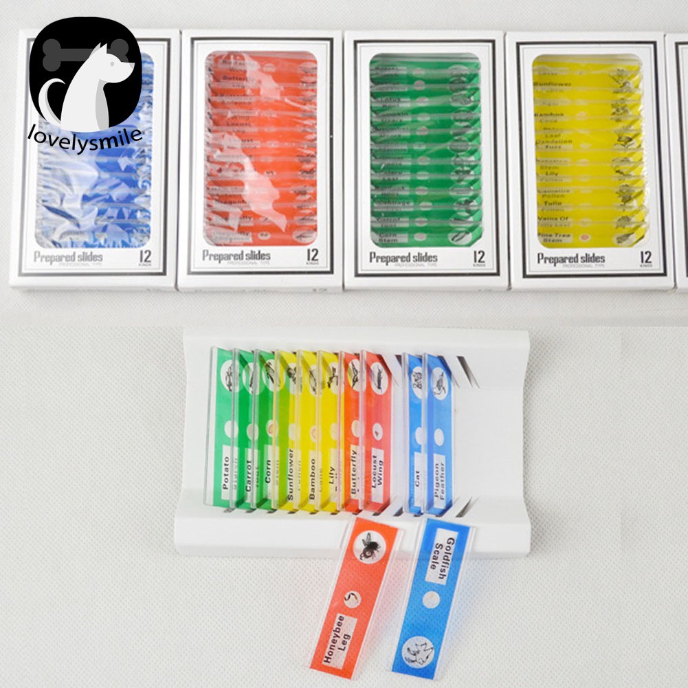Ready Stok L 12pcs Diy Specimen Microscope Slides Children Biology Scientific Educational Toy Shopee Indonesia