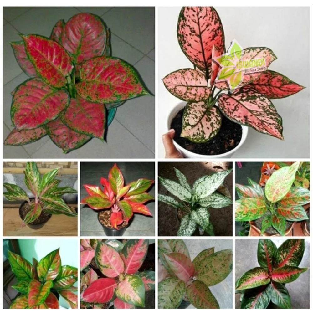 PAKET MURAH TANAMAN AGLONEMA -Tanaman Hias Bunga HIAS AGLONEMA 10 JENIS