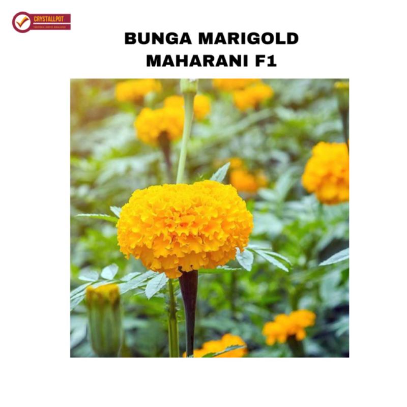 benih bibit bunga marigold Maharani f1 cap panah merah - MAHARANI F1