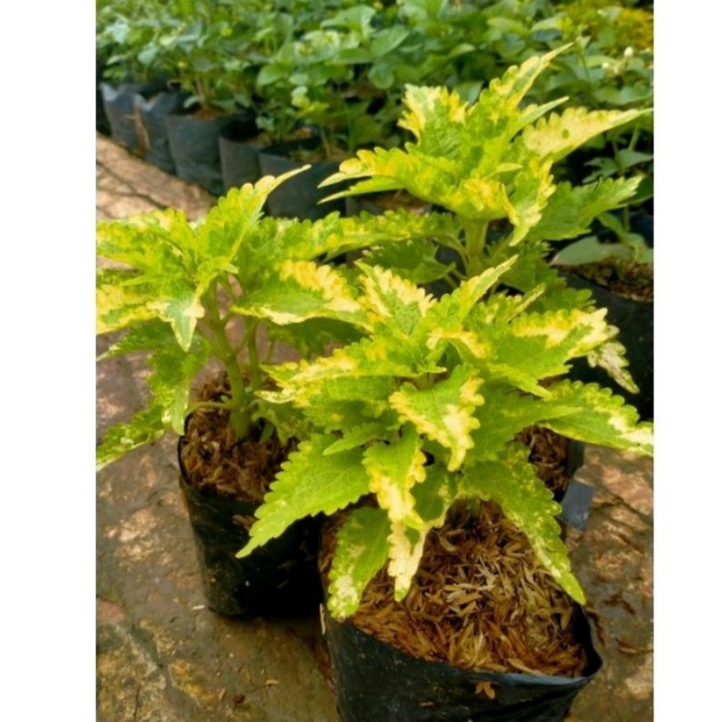 tanaman hias miana batik hijau kombinasi kuning