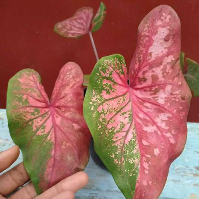 caladium hybride/caladium thailand/keladi baret thailand