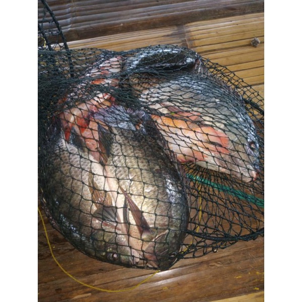 PENGUMPUL IKAN MAS PERANGSANG IKAN NILA PELET GALAPUNG UMPAN PELET UMPAN PANCING IKAN