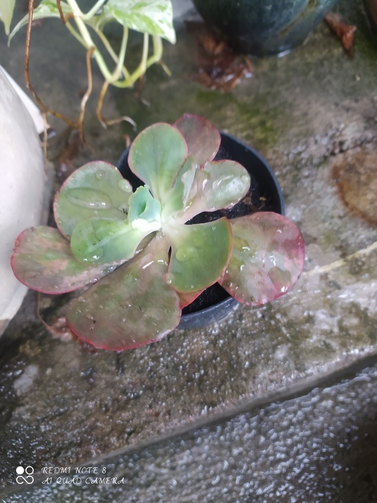 Pupuk Hormon Hantu 250 Ml (tutup Biru)