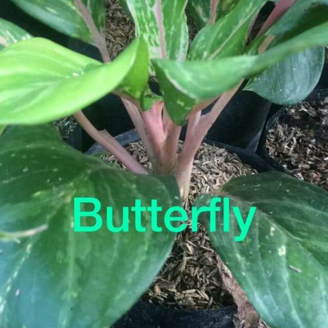 Bunga Aglaonema Butterfly