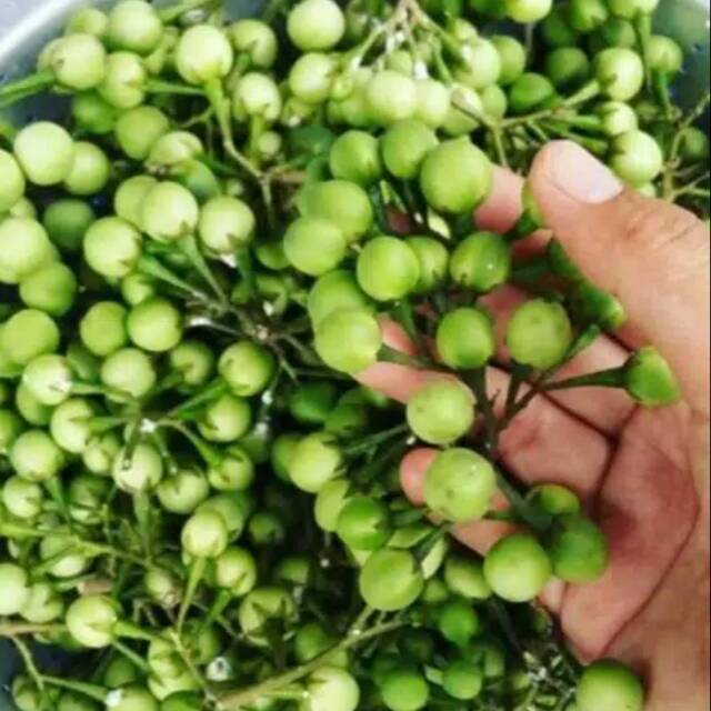 Buah cepokak/terong blanda/terong pipit 500grm