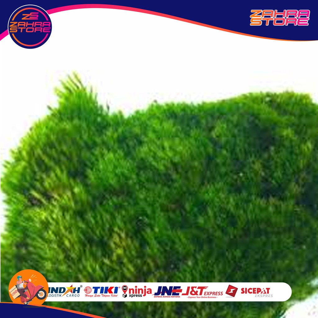 

LUMUT HIDUP / FOREST MOSS Cover Bonsai dll