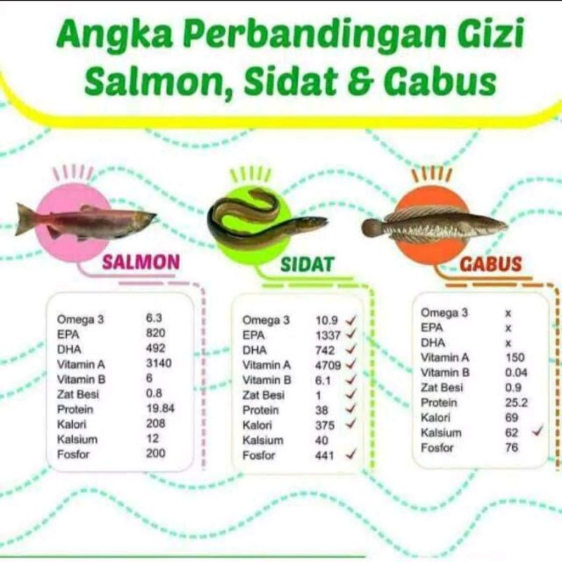 Gizidat Asli Original Madu Anak Ekstrak Ikan Sidat Plus Probiotik Penambah Nafsu Makan &amp; Imunitas