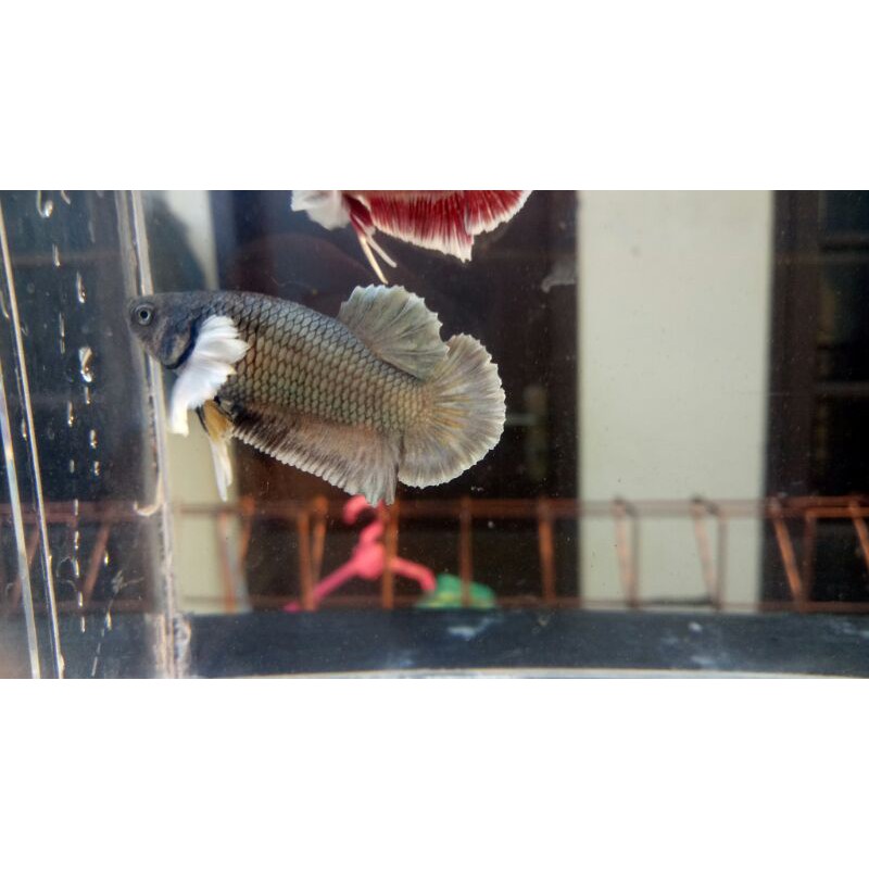 ikan cupang dumbo ear