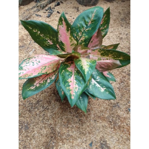 Aglonema Kocin Rumpun Jumbo