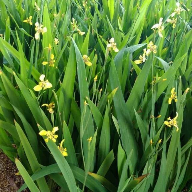 Tanaman Hias Airis bunga kuning / iris kuning