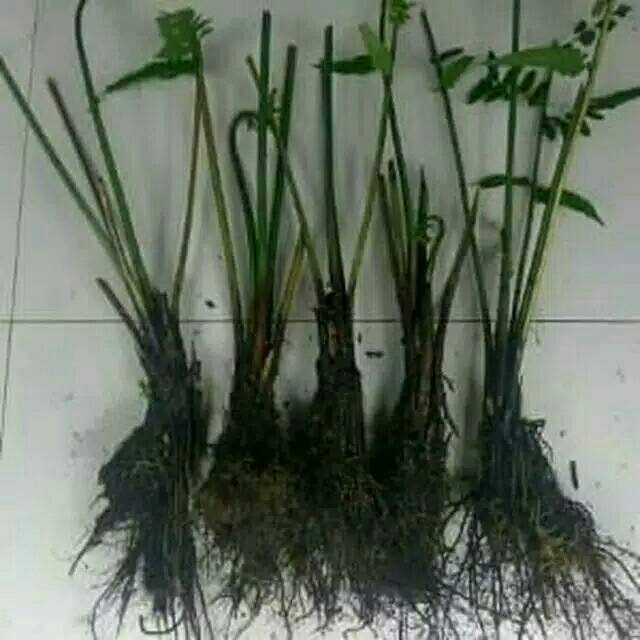 

Jual bibit pakis/pakis segar/sayuran
