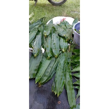 

daun bambu segar 1 ikat