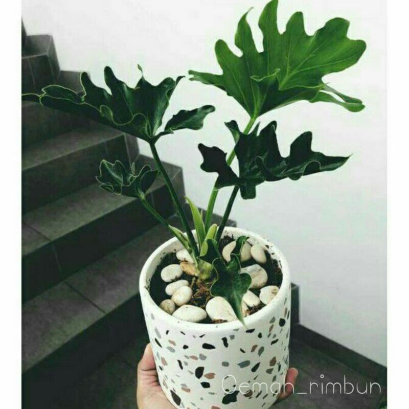 Philodendron Selloum/philodendron Jari/philodendron