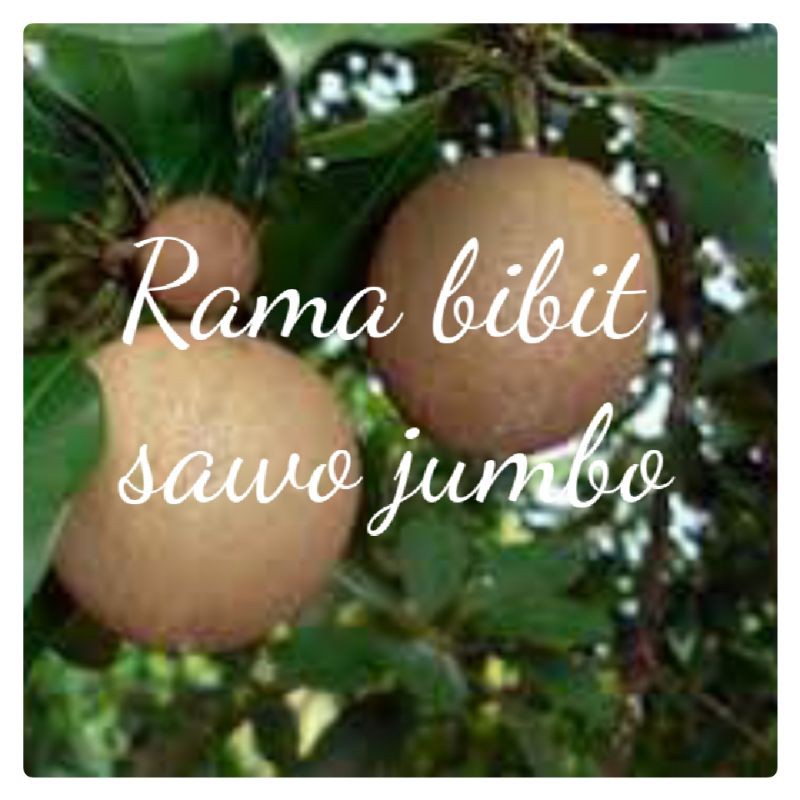 paket 3 bibit sawo jumbo