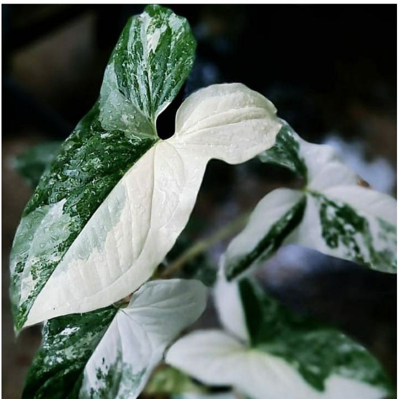 Singonium/Sygonium Varigata Murah - Tanaman merambat Varigata - Tanaman Indoor
