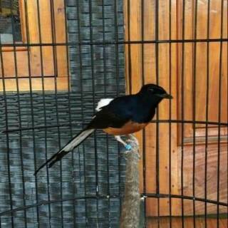 Penawaran Diskon Dan Promosi Dari Lsmanto5578 Shopee Indonesia