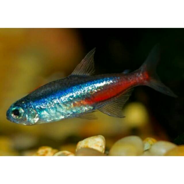 Ikan Hias Neon Tetra Shopee Indonesia