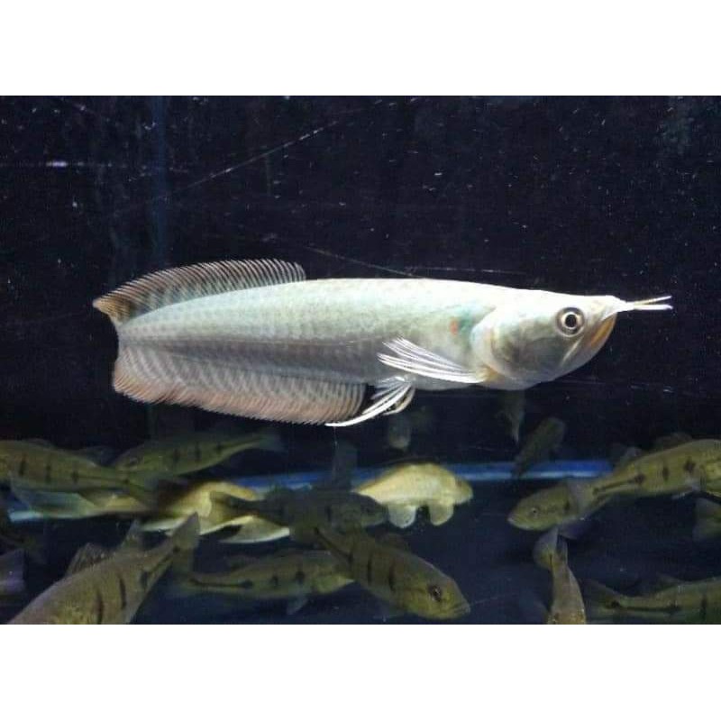 

Ikan Arwana Silver Red size 16-19cm