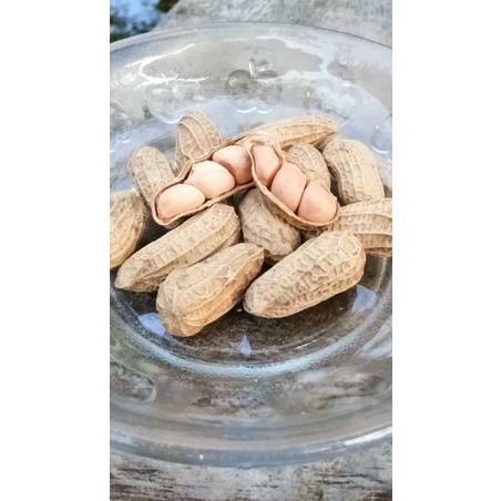 

Kacang Goreng Bendo Aslii kemasan 1/4 kg