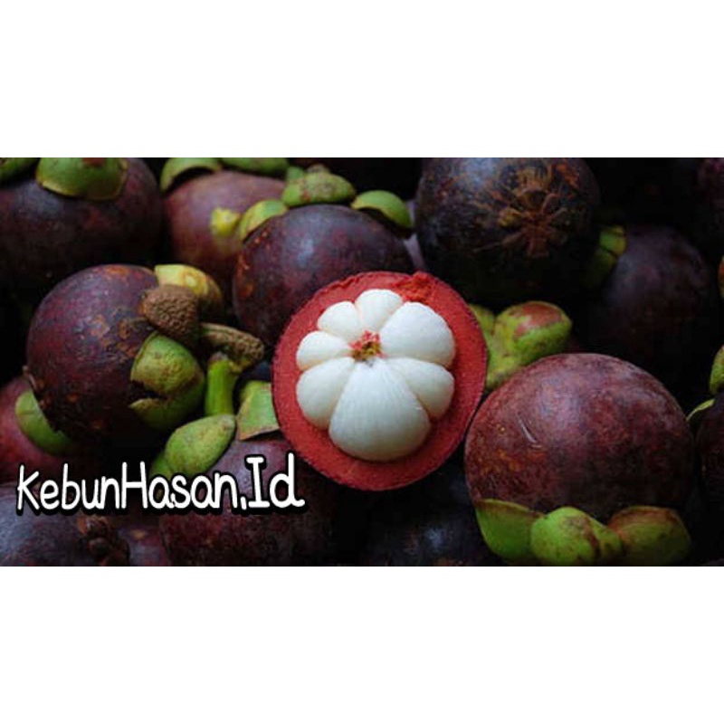 manggis okulasi istimewa