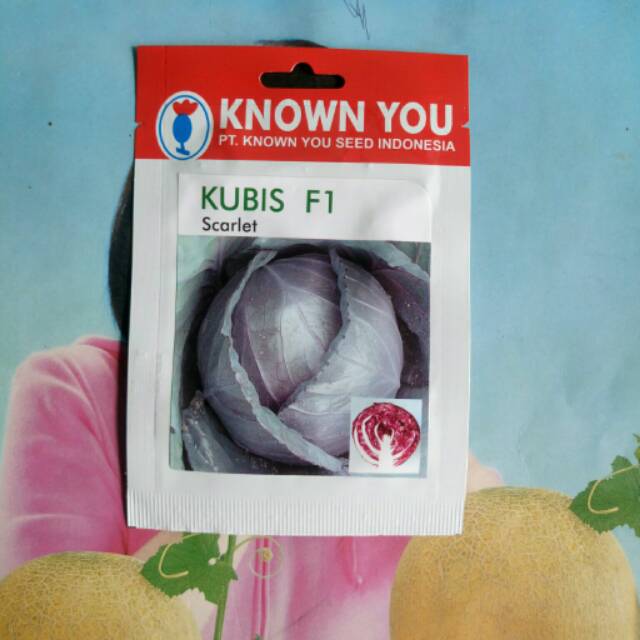 bibit Kubis merah SCARLET SP