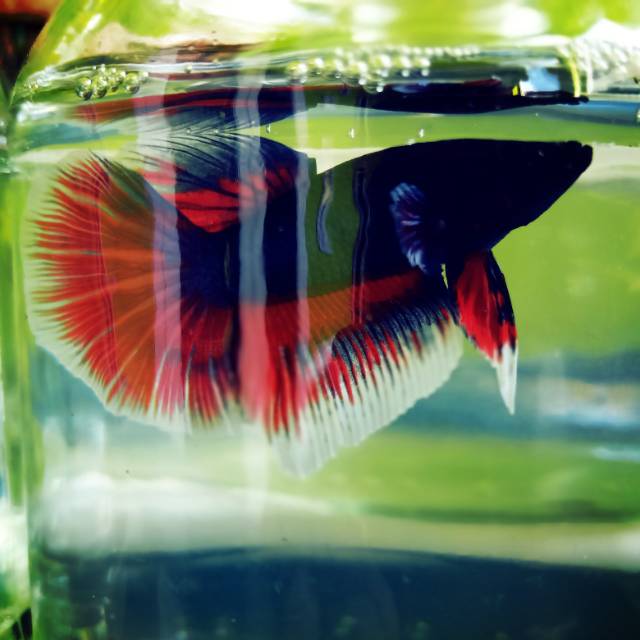 Cupang hias Halfmoon red&black