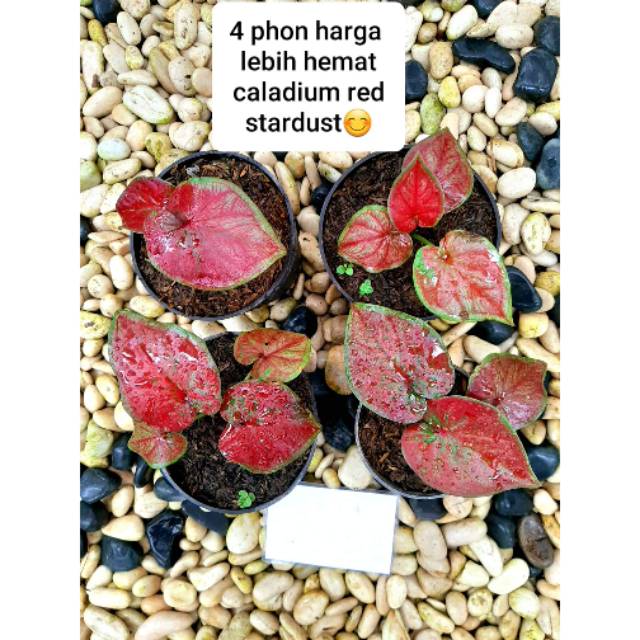 4 Ph Caladium Red Stardust Harga Lbh Hemat Shopee Indonesia