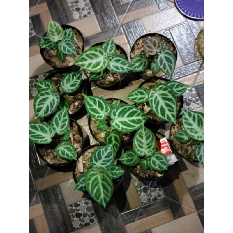 kuping gajah silper mangkok