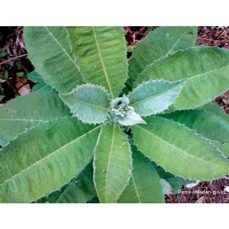 

ready daun sembung 500 grm tanaman herbal