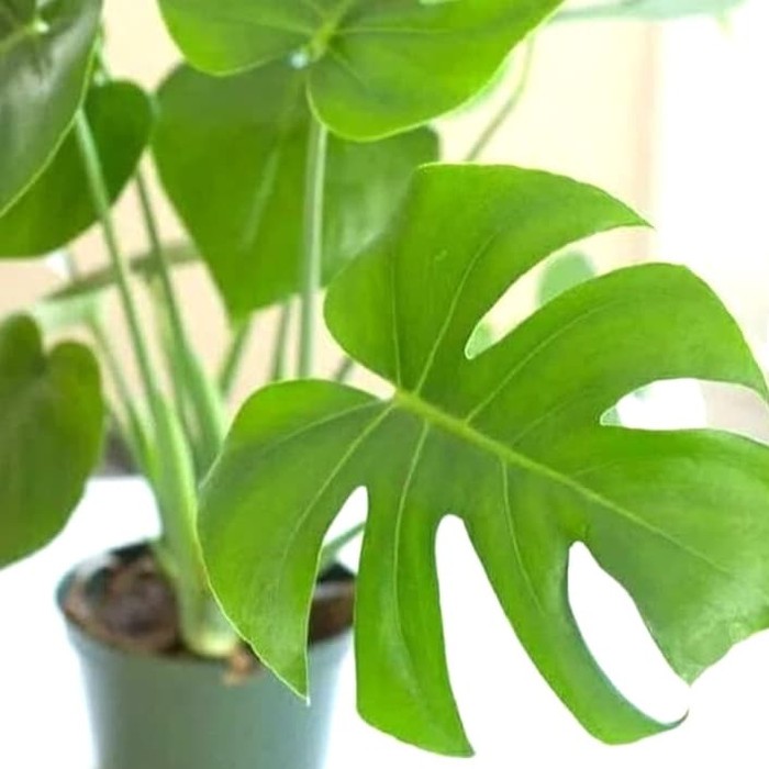 Monstera | tanaman hias bibit Monstera Deliciosa | bibit monstera