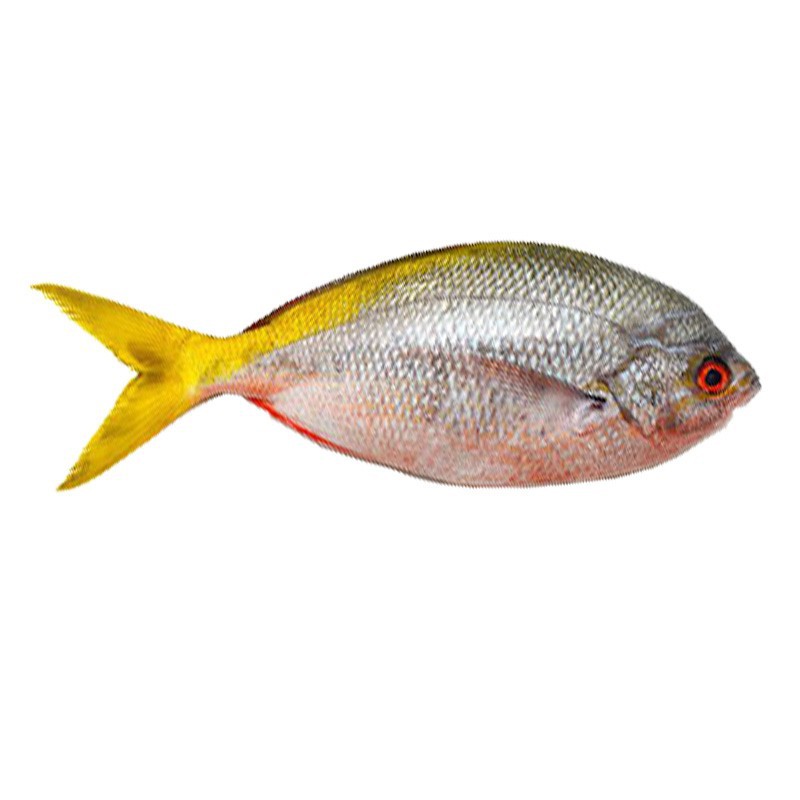  Ikan Ekor Kuning  Fresh Segar 1000 Gram Shopee Indonesia