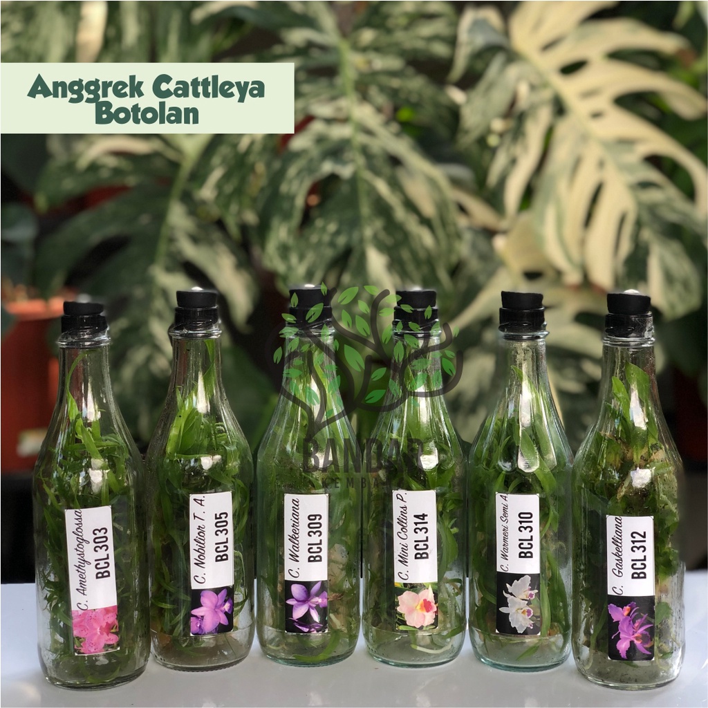 Anggrek Cattleya Dalam Botol Murah - Anggrek Botol Cattleya Bunga Besar Wangi