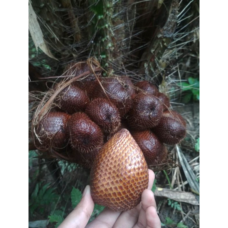 

SALAK PONDOH manis/segar/fresh/besar 5Kg