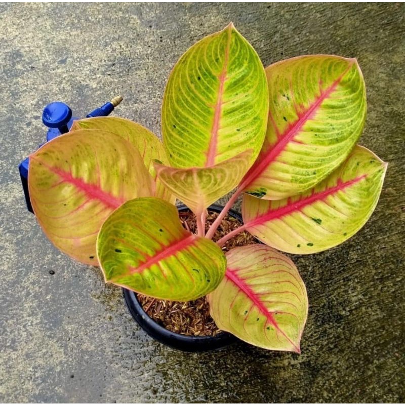 Anakan Aglonema Goliath / Baby/