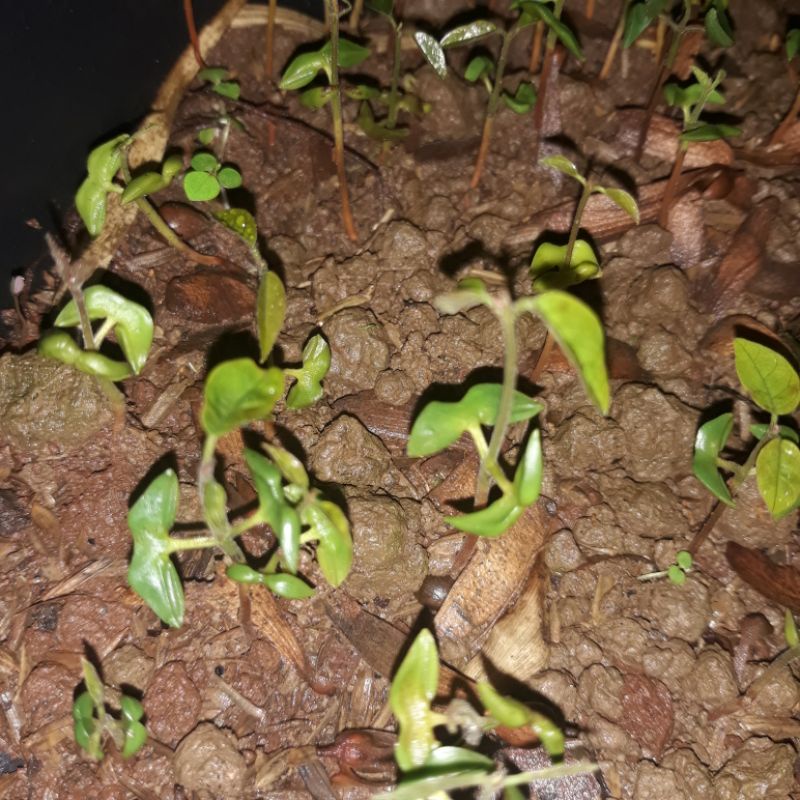 Jual Shorea balangeran Meranti Rawa Meranti Merah LANGKA | Shopee Indonesia