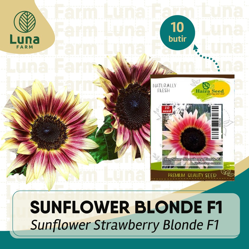 Benih-Bibit Bunga Matahari Strawberry Blonde F1 Haira Seed