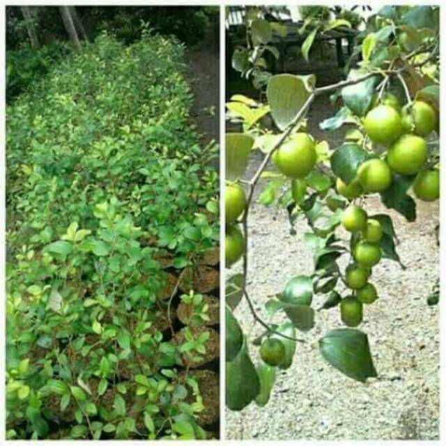 Bibit apel putsa/ apel india