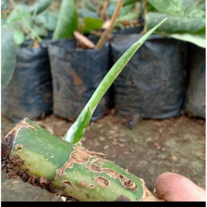 terbaru bibit bonggol monstera king varigata original