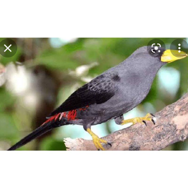 #001 Jalak Rio Rio Bahan Rawatan