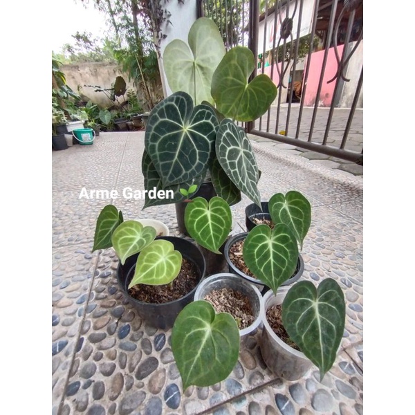 Anthurium Clarinervium Tarantula Pagoda Kuping Gajah Dark