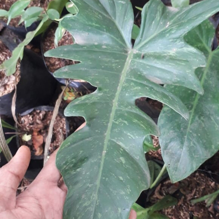 Tanaman hias philo lime fiddle - phillodendron dragon