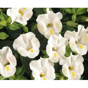 

New Biji Benih Bunga White Torenia Juara