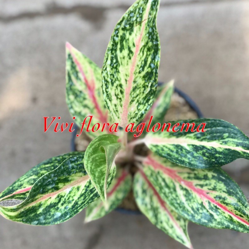 aglonema golden sweet aglonema viral aglonema lokal aglonema tanaman hias tanaman viral tanaman