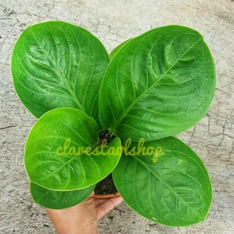 Anthurium jemani mangkok size remaja