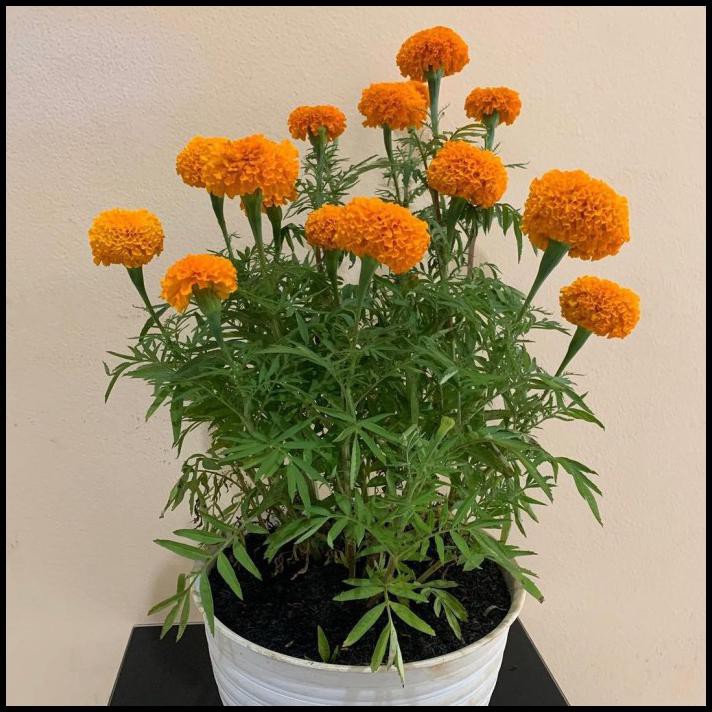 Tanaman Bunga Marigold Rimbun + Pot Putih - Orange