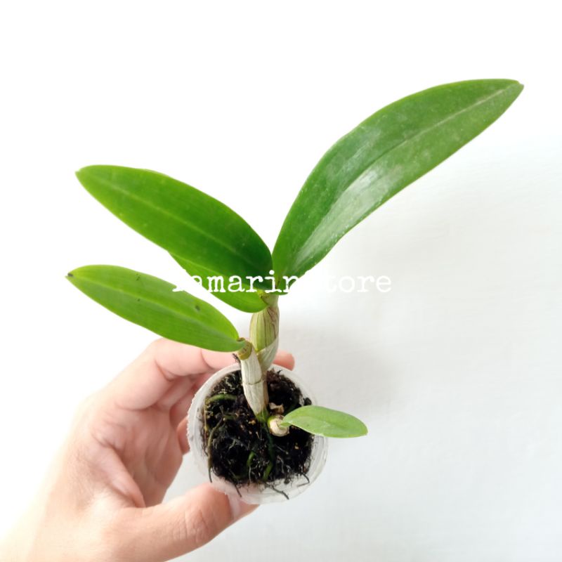 Bibit Bunga Angrek Dendrobium Hybrid  Bunga Hidup