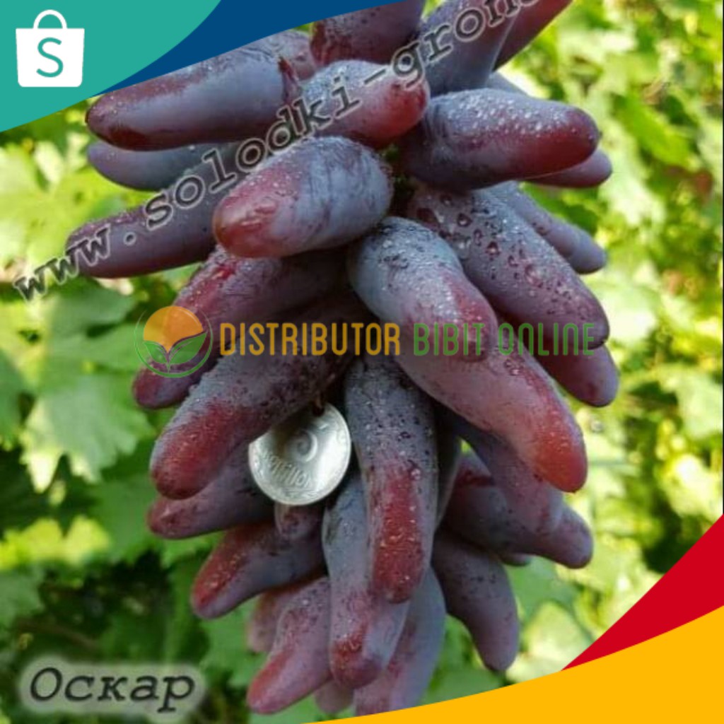 Bibit anggur import oscar hasil grafting